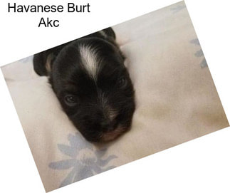 Havanese Burt Akc