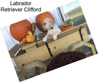 Labrador Retriever Clifford