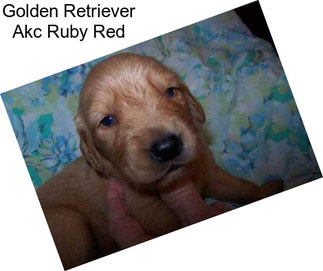 Golden Retriever Akc Ruby Red