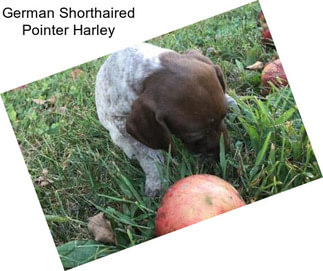 German Shorthaired Pointer Harley