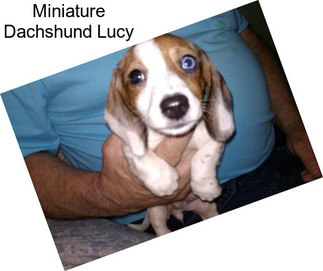 Miniature Dachshund Lucy