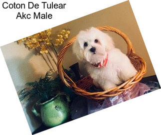 Coton De Tulear Akc Male