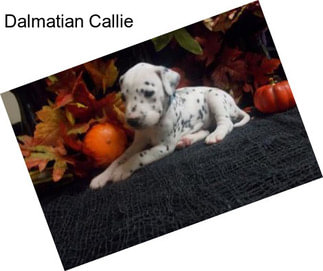 Dalmatian Callie
