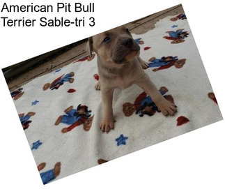 American Pit Bull Terrier Sable-tri 3