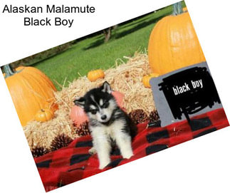 Alaskan Malamute Black Boy