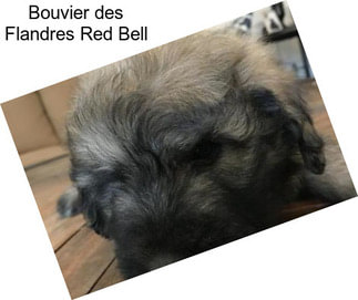 Bouvier des Flandres Red Bell