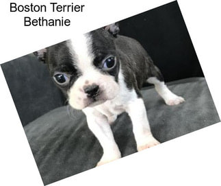 Boston Terrier Bethanie