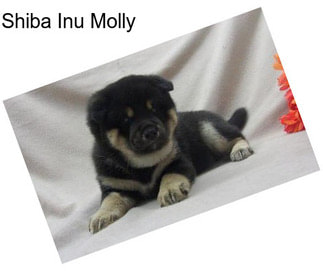 Shiba Inu Molly