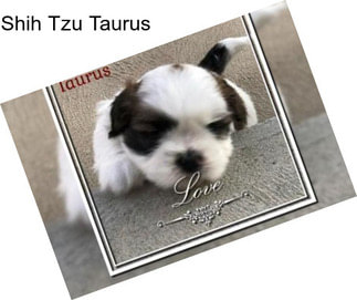 Shih Tzu Taurus