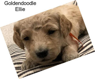 Goldendoodle Ellie