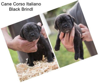 Cane Corso Italiano Black Brindl