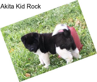 Akita Kid Rock