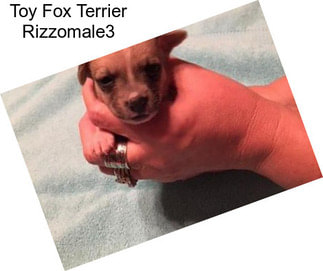 Toy Fox Terrier Rizzomale3