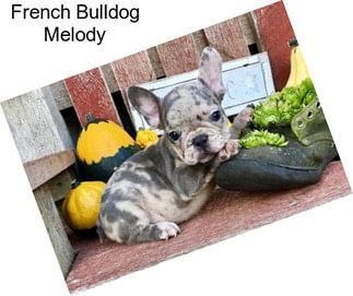 French Bulldog Melody