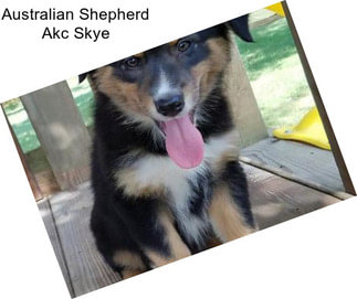 Australian Shepherd Akc Skye