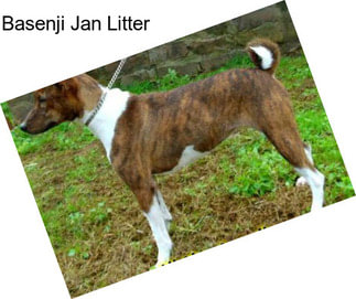 Basenji Jan Litter