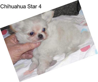 Chihuahua Star 4