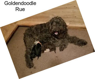 Goldendoodle Rue