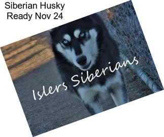 Siberian Husky Ready Nov 24