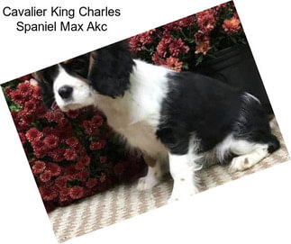 Cavalier King Charles Spaniel Max Akc