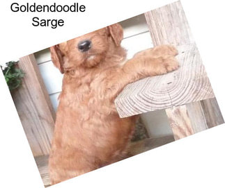 Goldendoodle Sarge