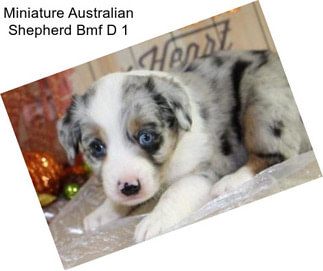 Miniature Australian Shepherd Bmf D 1