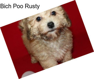 Bich Poo Rusty