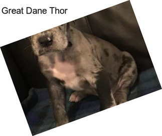 Great Dane Thor