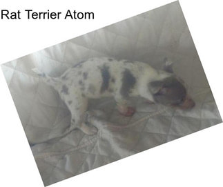 Rat Terrier Atom