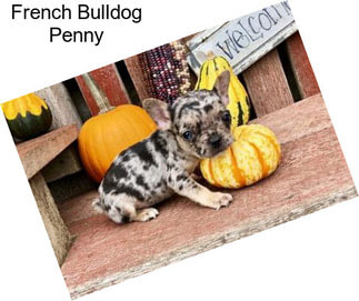 French Bulldog Penny