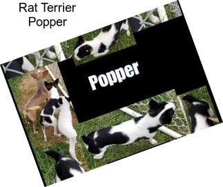 Rat Terrier Popper