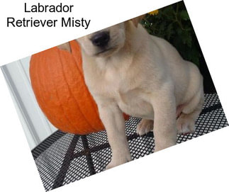 Labrador Retriever Misty