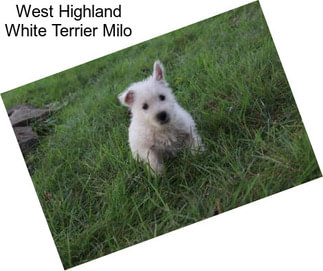 West Highland White Terrier Milo