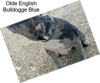 Olde English Bulldogge Blue