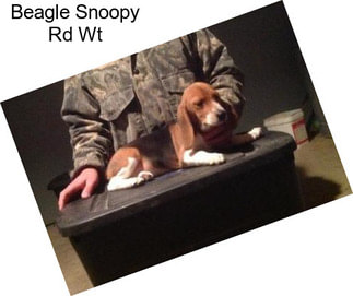 Beagle Snoopy Rd Wt