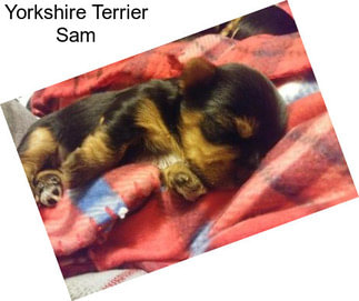 Yorkshire Terrier Sam