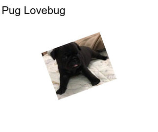 Pug Lovebug