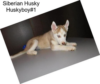 Siberian Husky Huskyboy#1