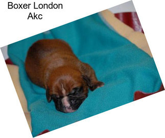 Boxer London Akc