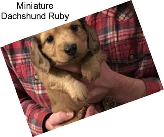 Miniature Dachshund Ruby