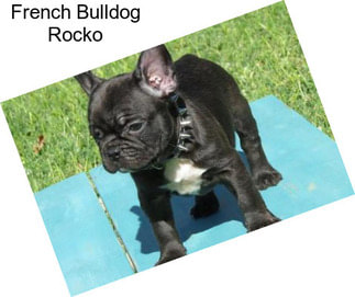 French Bulldog Rocko