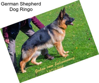 German Shepherd Dog Ringo