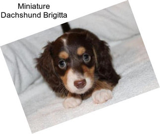 Miniature Dachshund Brigitta