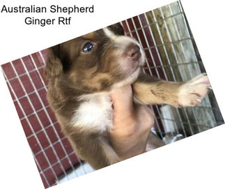 Australian Shepherd Ginger Rtf