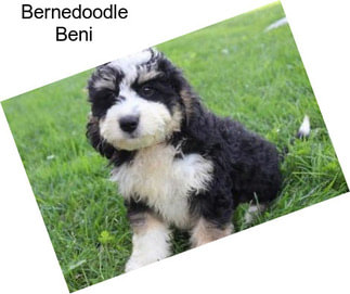 Bernedoodle Beni