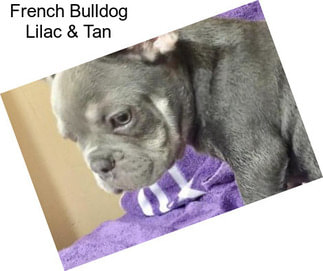 French Bulldog Lilac & Tan