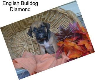 English Bulldog Diamond