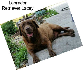 Labrador Retriever Lacey