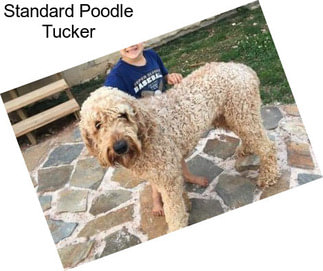 Standard Poodle Tucker