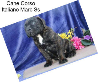 Cane Corso Italiano Marc Ss